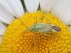 360575 – Photo : Catherine Reymonet-Smitten – France (19)